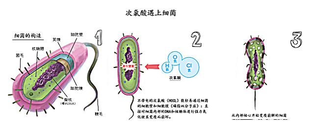 次氯酸消毒